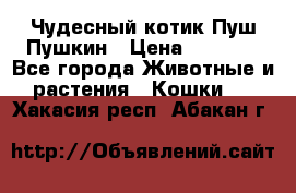 Чудесный котик Пуш-Пушкин › Цена ­ 1 200 - Все города Животные и растения » Кошки   . Хакасия респ.,Абакан г.